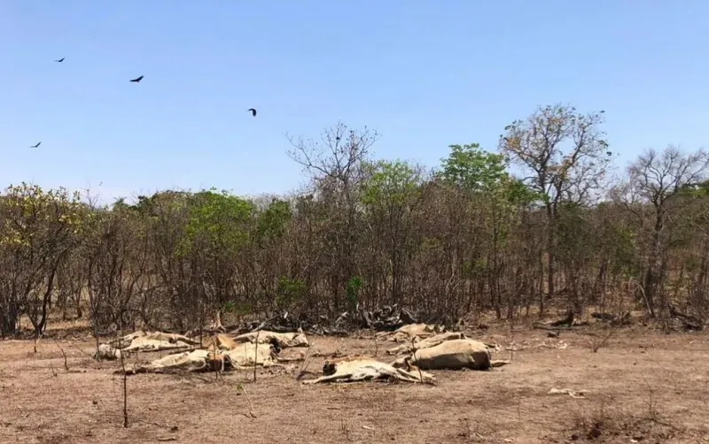 Bois morrem de fome e sede por causa de seca em fazendas do TO