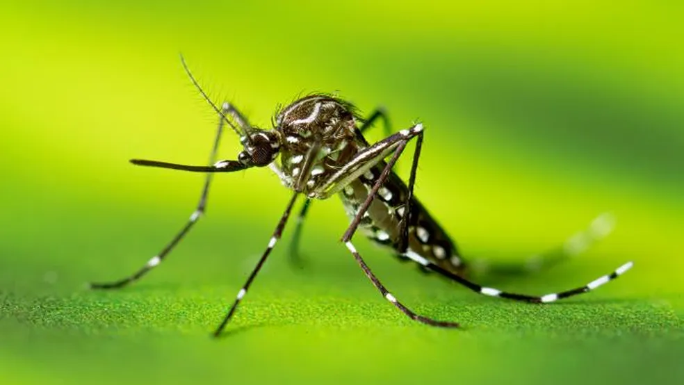 Como mosquitos modificados podem reduzir casos de dengue