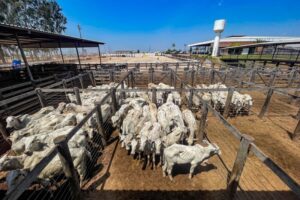 Pará inaugura nova era da pecuária no Brasil com identificação individual bovina em Xinguara