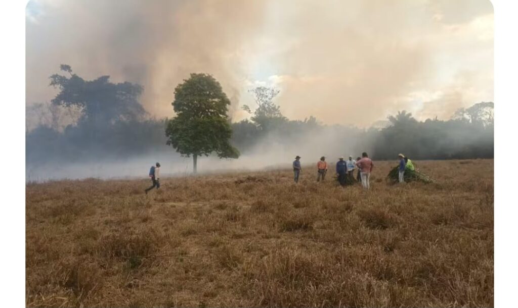 Gado fica desnorteado e ‘andando nas cinzas’ após incêndio devastar zona rural no TO