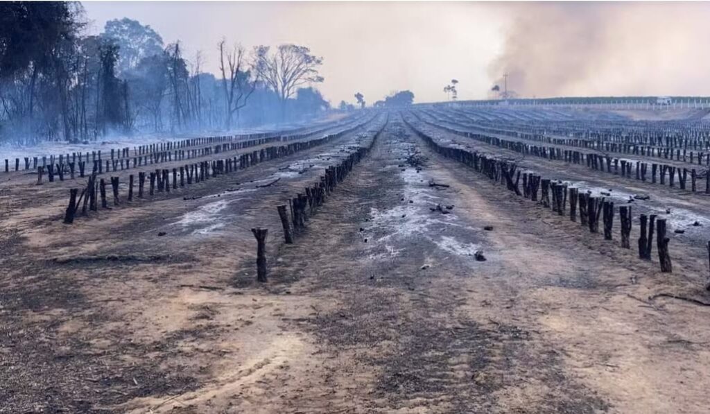 Incêndios em SP condenam cafezais: ‘Colheita só em 2027’, diz produtor