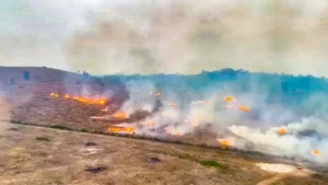 Agentes prendem homem que ateou fogo em área de mata no Pará