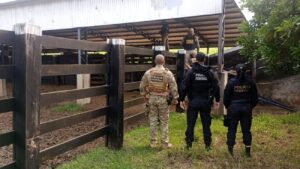 Operação federal retira gado e cavalos que estavam sendo criados na Apyterewa, em São Félix do Xingu