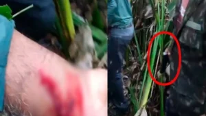 Onça-pintada que comeu caseiro reaparece e avança contra grupo durante as buscas